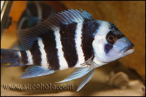 Cyphotilapia gibberosa 'Kakwele'